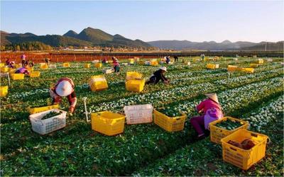 农产品企业如何复工?深圳市农产品企业复工复产指引来啦!