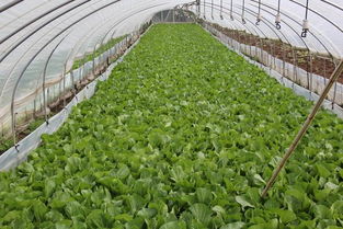 嵩明入选第二批国家农产品质量安全县